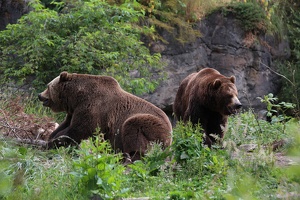 Grizzlies on the Northern Trail at the Zoo